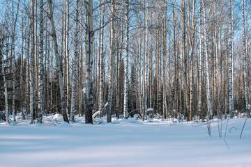 Winter forest landscape. Taiga in the winter. Siberian forest in winter. Snow covered trees. Christmas trees under the snow.
