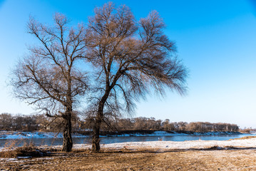Winter landscape with trees, river and forest, Dry tree without leaf with blue sky and the ground covered snow.