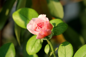 Warm summer sun shining brightly on small pink rose with closed petals waiting to fully open and bloom surrounded with bright green leaves in local garden