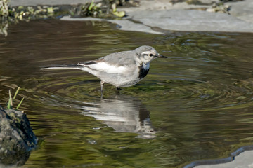 水浴びをするハクセキレイ