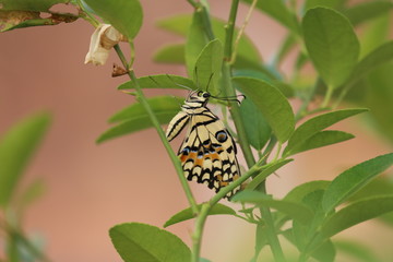 butterfly on leaf