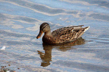 Wild duck with light to dark brown feathers swimming in calm clear river on warm summer day