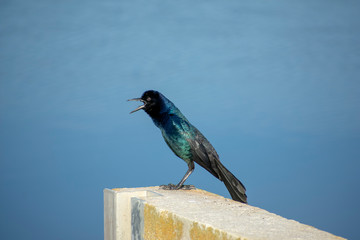 Grackle by the Creek
