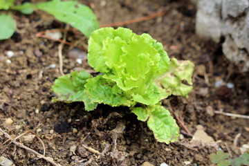 Young Lettuce or Lactuca sativa annual plant planted in local garden surrounded with wet soil and rocks on rainy summer day