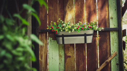 flower pot in the garden