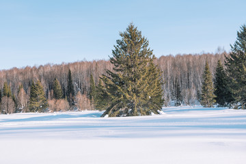 Winter forest landscape. Taiga in the winter. Siberian forest in winter. Snow covered trees. Christmas trees under the snow.