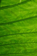 Fototapeta na wymiar Fresh green leaves