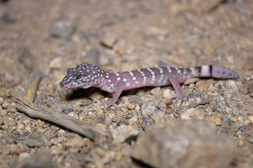 Peninsular Banded Gecko Coleonyx switaki