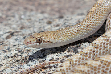 Glossy Snake (Arizona elegans) Close-up
