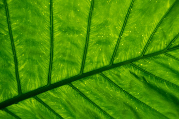 Obraz na płótnie Canvas Fresh green leaves