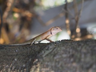 lizard on rock