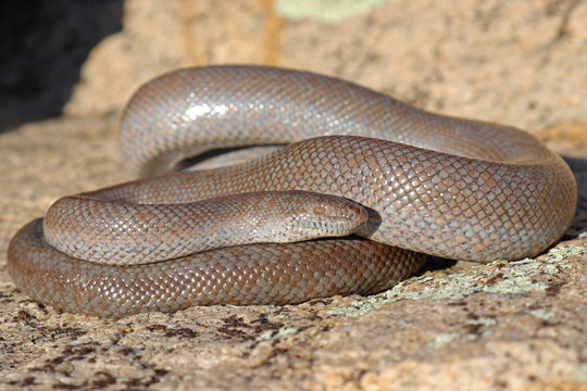 Lichanura orcutti Rosy Boa Snake