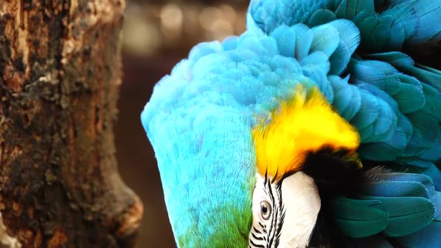 4K Colorful parrot  with bright plumage of blue, yellow, green and white color. Macaw close-up