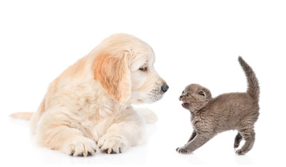 Kitten frightened by a golden retriever puppy. Isolated on white background