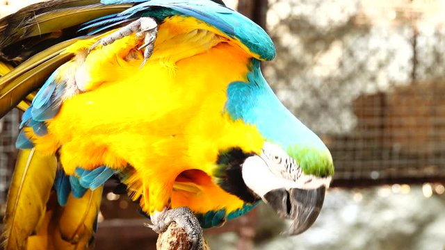 4K Colorful parrot  with bright plumage of blue, yellow, green and white color. Macaw close-up