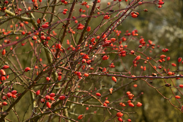 busch mit hagebutten ohne blätter die rot leuchten