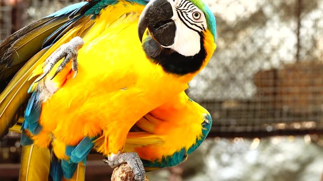 4K Colorful parrot  with bright plumage of blue, yellow, green and white color. Macaw close-up
