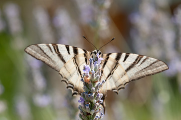 Butterfly on lavender angustifolia, lavandula