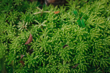 green moss background