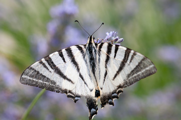 Butterfly on lavender angustifolia, lavandula