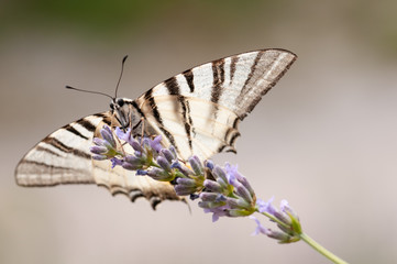 Butterfly on lavender angustifolia, lavandula