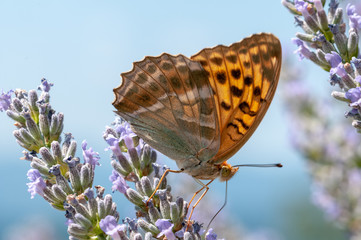 Papilio Argynnis paphia on lavender angustifolia, lavandula