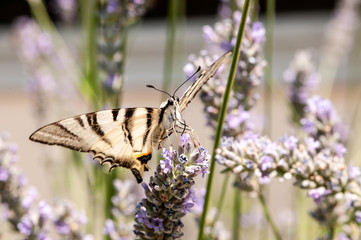 Butterfly on lavender angustifolia, lavandula