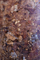 Texture of bark of a tree. Ready photo background. Abstraction. Soft focus. Macro.