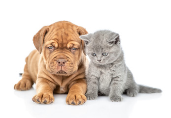 Puppy lying with funny kitten in front view looking down. isolated on white background