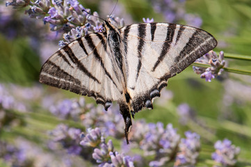Butterfly on lavender angustifolia, lavandula