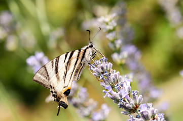 Butterfly on lavender angustifolia, lavandula