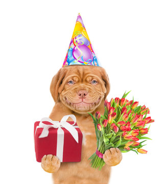 Smiling puppy in party hat with a bouquet of tulips and gift box. isolated on white background