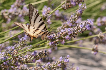 Butterfly on lavender angustifolia, lavandula