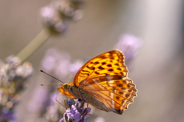 Papilio Argynnis paphia on lavender angustifolia, lavandula