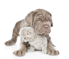 Mastiff puppy embracing tabby kitten. isolated on white background