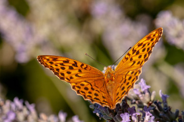 Papilio Argynnis paphia on lavender angustifolia, lavandula