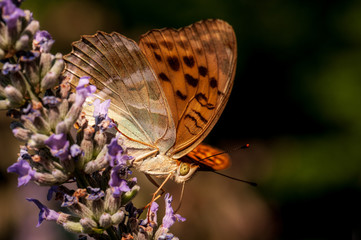 Papilio Argynnis paphia on lavender angustifolia, lavandula