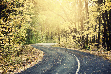 Fototapeta premium Sunny road in autumn forest