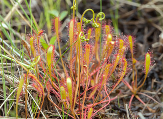 Great sundew, Drosera anglica