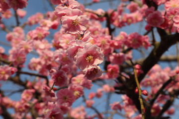美しいピンクのしだれ梅の花