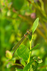 Emerald damselfly, Lestes sponsa resting on billberry plant