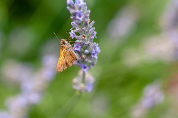 Butterfly on lavender angustifolia, lavandula