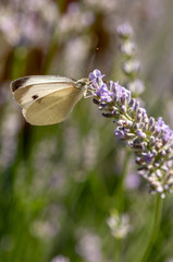 Butterfly Leptidea sinapis on lavender angustifolia, lavandula