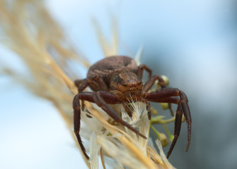 Double-banded crab-spider, Xysticus bifasciatus on straw, macro photo