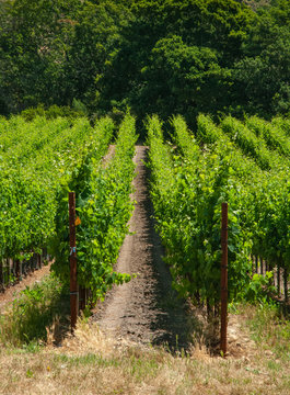 527-68 Vine Rows