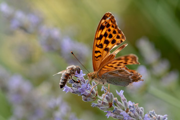 Fototapeta na wymiar Papilio Argynnis paphia on lavender angustifolia, lavandula