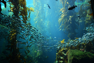 kelp forest views from below - obrazy, fototapety, plakaty