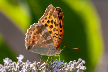Papilio Argynnis paphia on lavender angustifolia, lavandula
