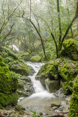 Gushing water in Cataract Falls after winter rains. Mount Tamalpais State Park, Marin County, California, USA.