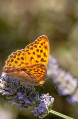 Papilio Argynnis paphia on lavender angustifolia, lavandula